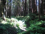 Florence Keller ferns and trees (1)